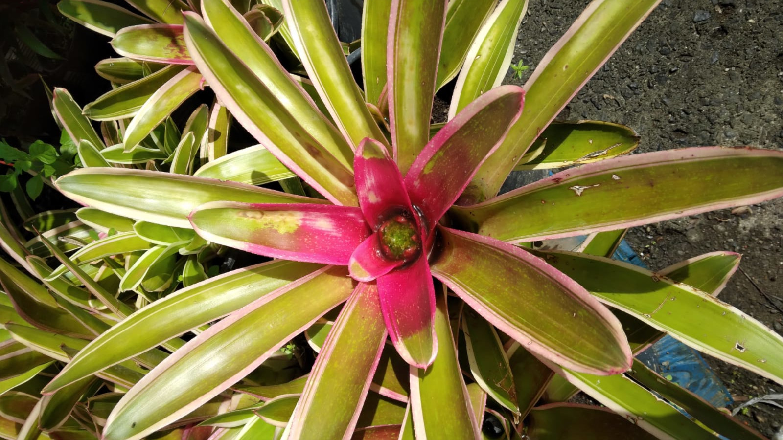 bromeliacee en Martinique