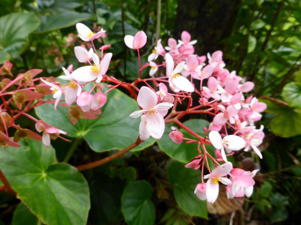 Begonia obliqua