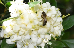 abeille sur une fleur en Martinique