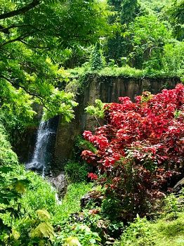 acalypha wilkesiana du zoo du Carbet