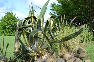 agave americana marginata