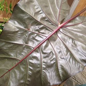 Alocasia plumbea nigra aux reflets argentés (oreille d'éléphant)