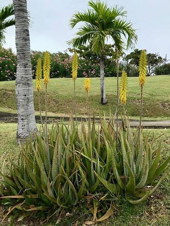 Fleurs d'aloe vera