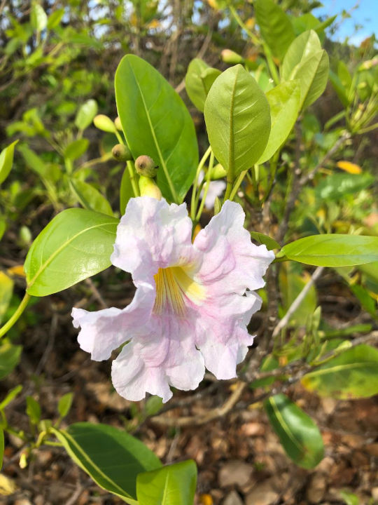 Les arbres de martinique