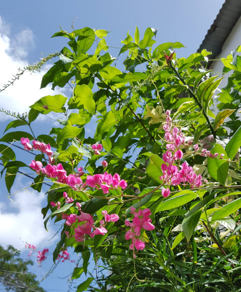 La belle mexicaine (Antigonon leptopus)