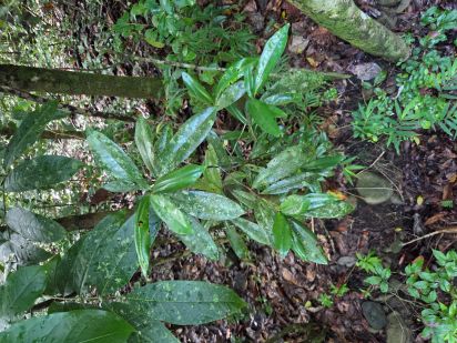 Bois d'Inde (Pimenta racemosa)
