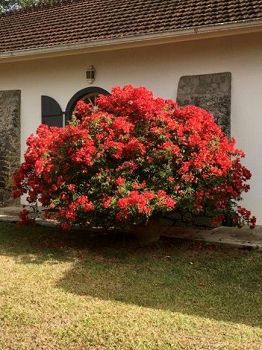 Bougainvillier rouge en Martinique