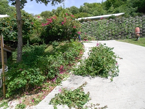 bougainvillier taillé en boule