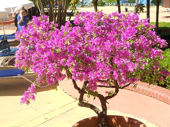 bougainvillier en pot