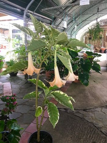 fleurs de Brugmansia ou Trompette des anges