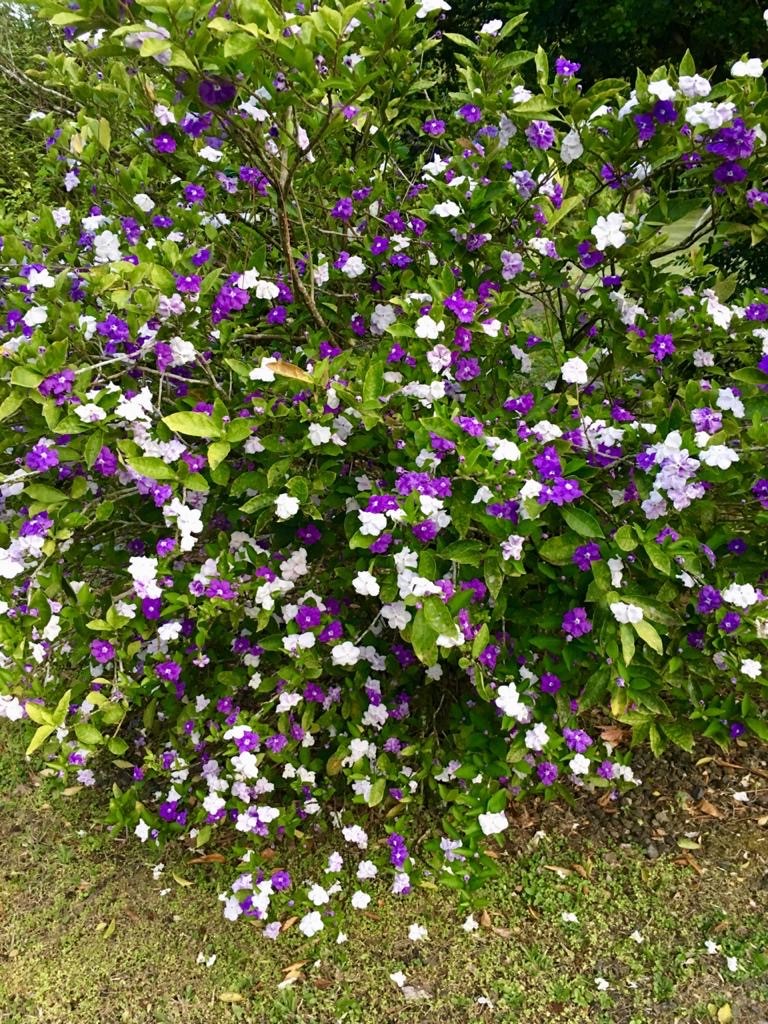 brunfelsia, hier aujourd'hui demain