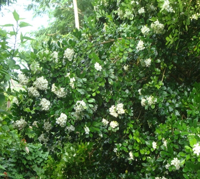 Murraya paniculata Buis de Chine