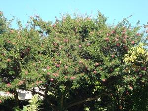 calliandra haematocephala