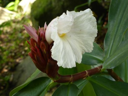 Canne d'eau (Costus speciosus)