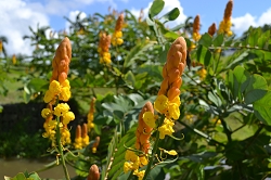 fleur de cassia alata