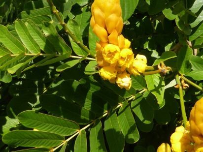 Casse puante (Cassia alata)