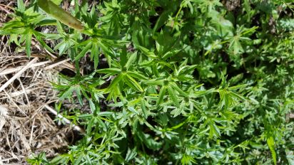 chardon beni eryngium foetidum