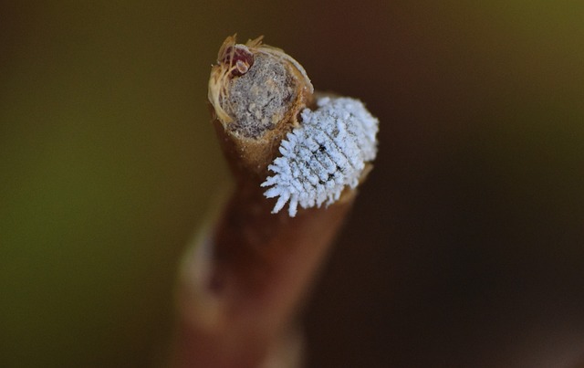 cochenille jardin martinique