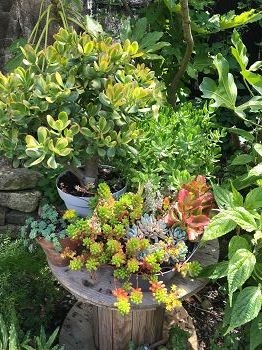 composition de plantes succulentes