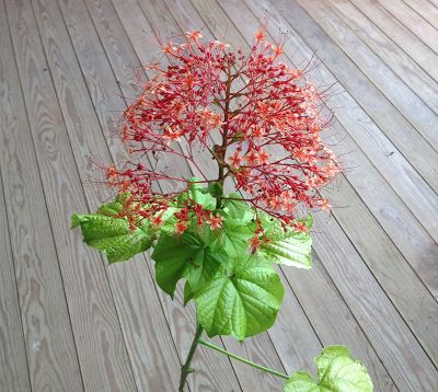 couronne de mariée ou pagode clerodendron paniculatum