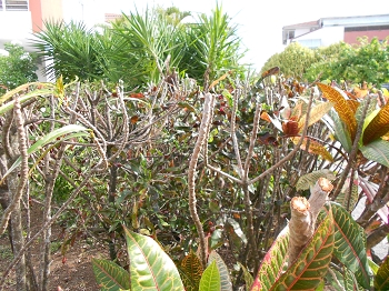 taille des crotons