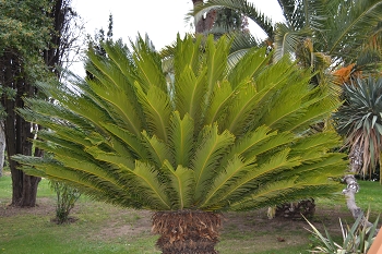 palmes de cycas utilisées comme rameaux