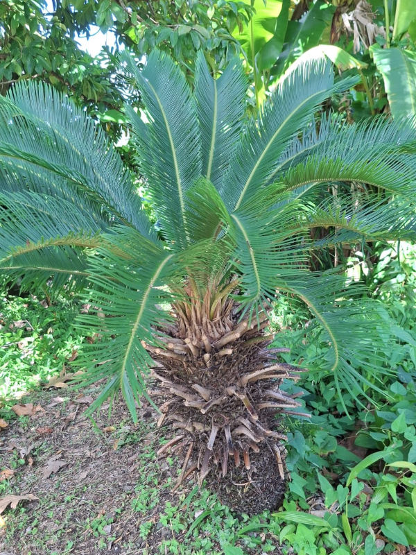 Cycas revoluta en bonne snaté