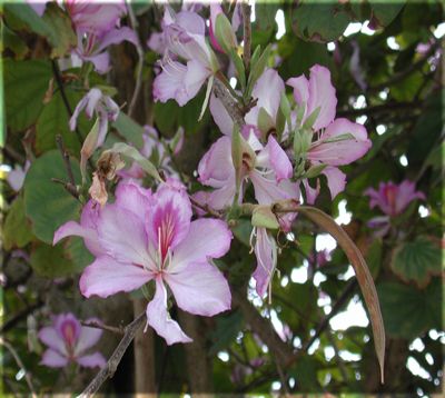 détail des fleurs de bauhinia variegata