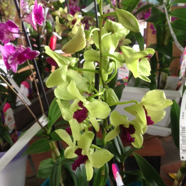 fleurs de dendrobium jaune