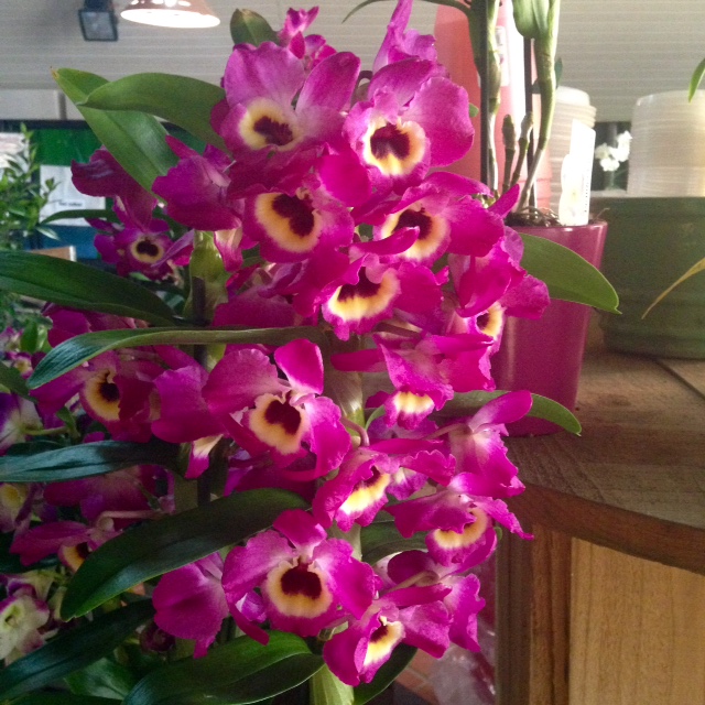 fleurs de dendrobium rose