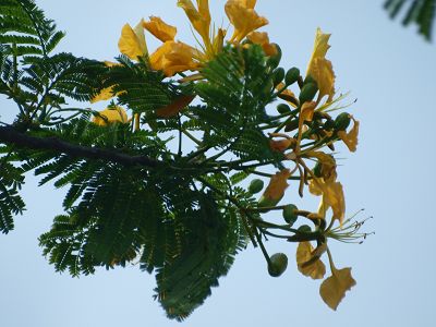 Fleur du flamboyant jaune