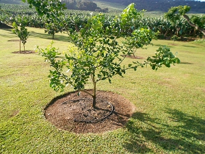 detourer les vegetaux martinique