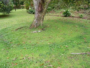 fertilisation des arbres fruitiers en Martinique