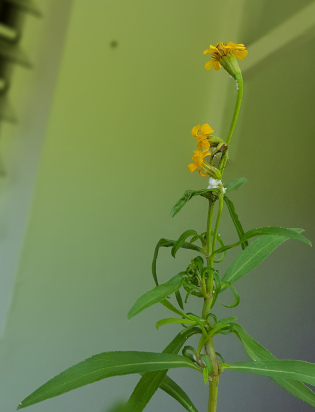 Estragon mexicain (Tagetes lucida)