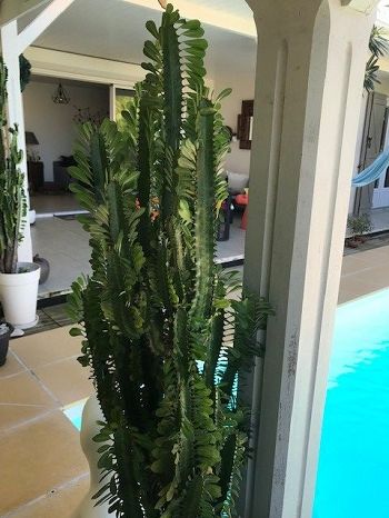 euphorbe à feuilles vertes au bord d'une piscine