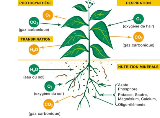 schéma de fonctionnement d'une plante