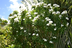 frangipanier nain planté en haie