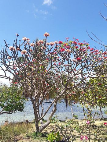 frangipanier plumeria rubra