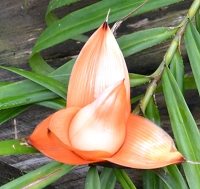 détail fleur de freycinetia