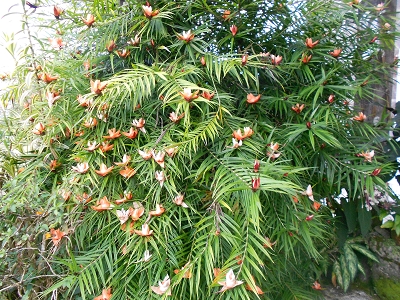 le freycinetia arbuste fleuri