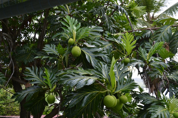 fruit à pain