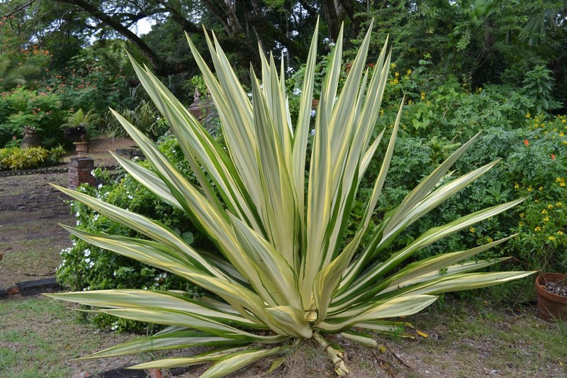 furcraea variegata