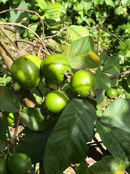 Goyaves de Martinique (psidium guajava)