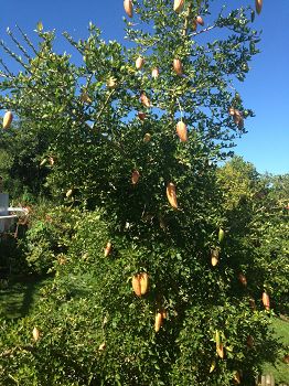 guajilote arbre fruitier