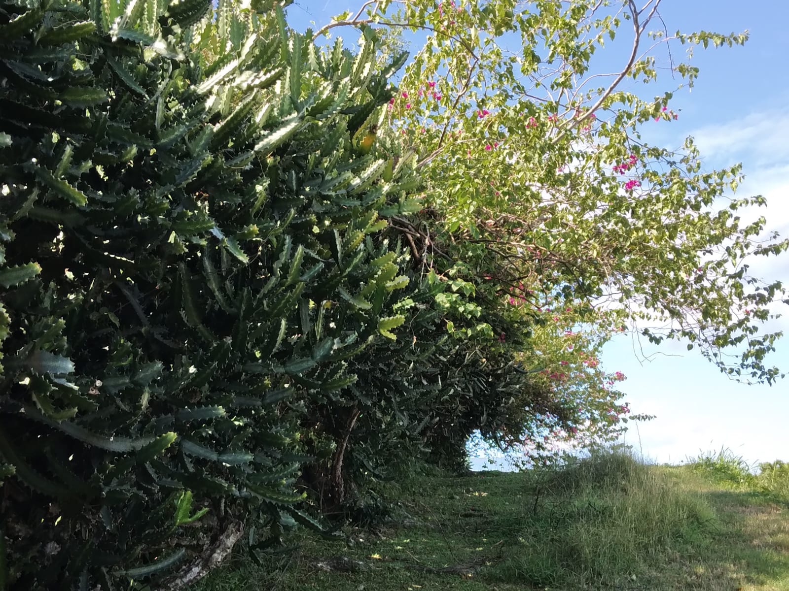 Haie défensive euphorbes et bougainvilliers