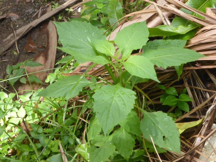 Herbe a vers Solanum americanum