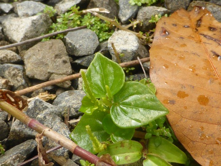 Herbe couresse Peperomia pellucida
