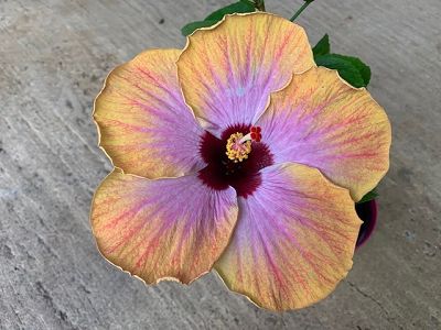 fleur d'hibiscus hybride orange et violet