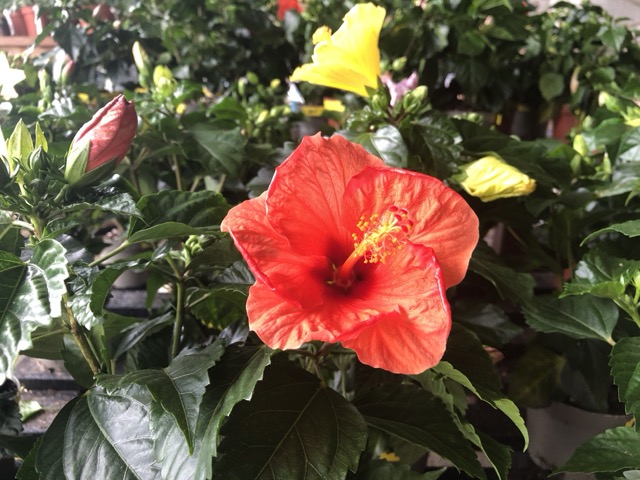 fleur d'hibiscus rouge