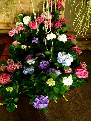 hortensias en martinique